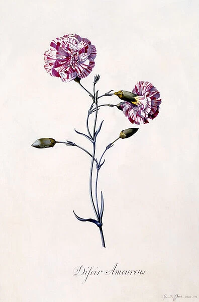 Difor amourius, Carnation, c. 1745 (hand-coloured engraving)