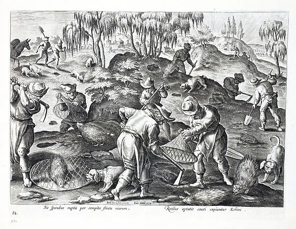 Digging Out and Capturing Porcupines, plate 54, illustration from Venationes, Ferarum, Avium, Piscium (Of Hunting: Wild Beasts, Birds, Fish), engraved by Jan Collaert (1566-1628), pub. by Phillipus Gallaeus, Amsterdam (engraving)