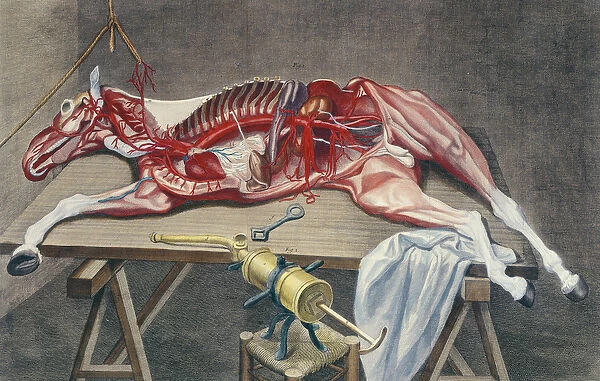 Dissection of a horse, from Cours d Hippiatrique ou Traite Complet de la