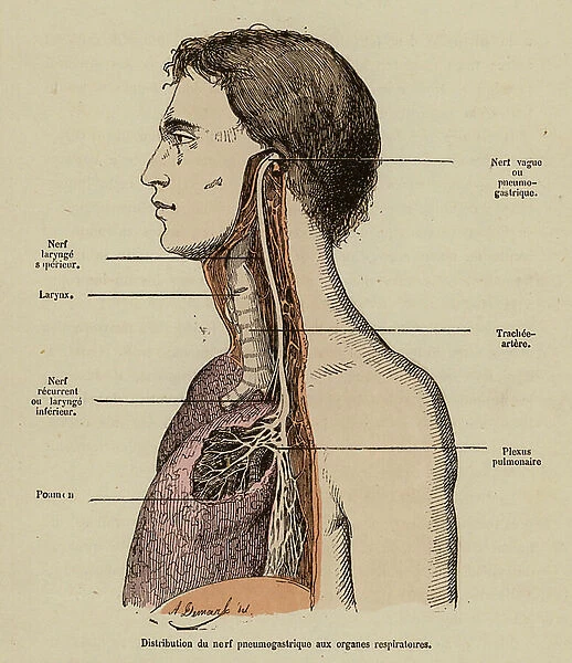 Distribution of the vagus nerve (coloured engraving)