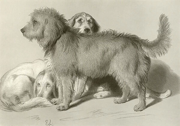 The three dogs (engraving)