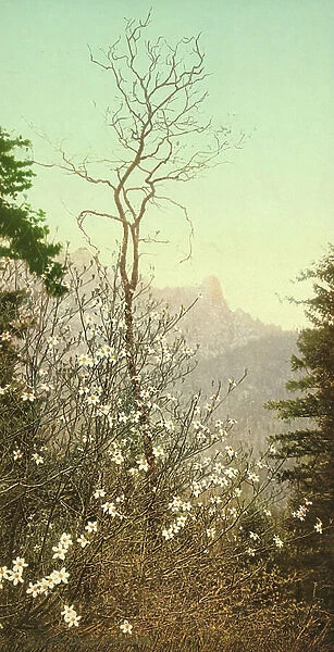 Dogwood blossoms, c.1898-c.1905