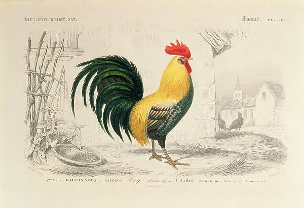 Domestic Cock, illustration from Dictionnaire Universel d Histoire Naturelle