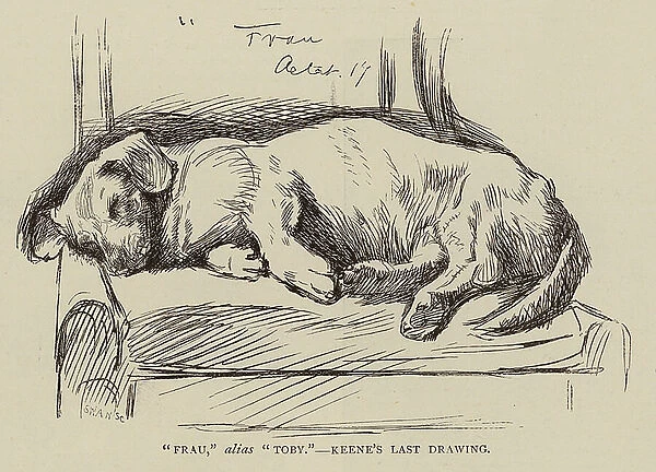 Last drawing by Charles Samuel Keene of Toby the dog (engraving)