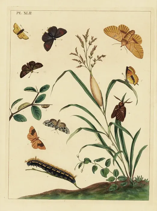 Framed Print : Drinker moth, Euthrix potatoria, brown hair streak, Thecla betulae, large skipper, Ochlodes sylvanus, small skipper, Thymelicus sylvestris, scarce marvel of the day, Dipthera runica, and barred umber, Plagodis pulveraria Framed Print : Drinker moth, Euthrix potatoria, brown hair streak, Thecla betulae, large skipper, Ochlodes sylvanus, small skipper, Thymelicus sylvestris, scarce marvel of the day, Dipthera runica, and barred umber, Plagodis pulveraria
