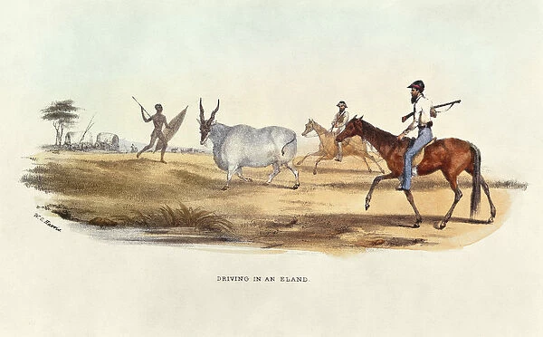 Driving in an Eland, illustration from Wild Sports of South Africa, by W. C