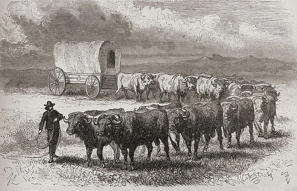 Driving oxen across the great plains of America in 1867, illustration from The
