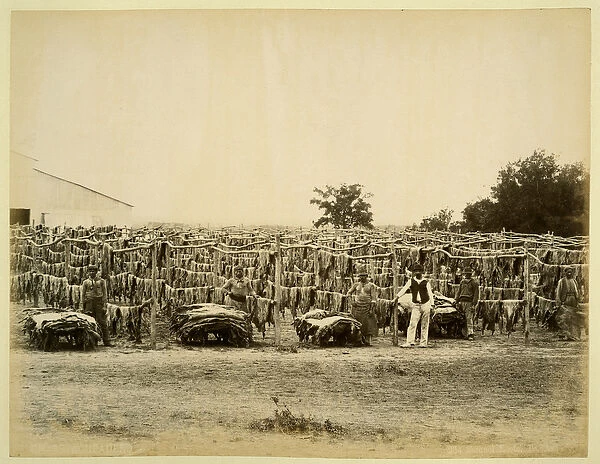 Drying leather, Argentina (albumen print on card)