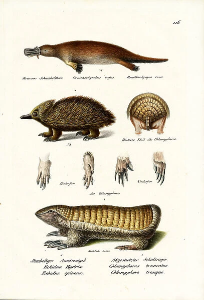 Duckbilled Platypus, 1824 (colour litho)