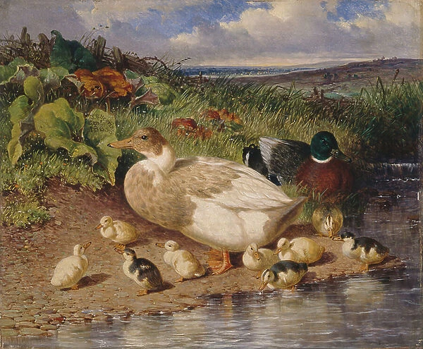 Ducks by a Stream, 1863 (oil on panel)