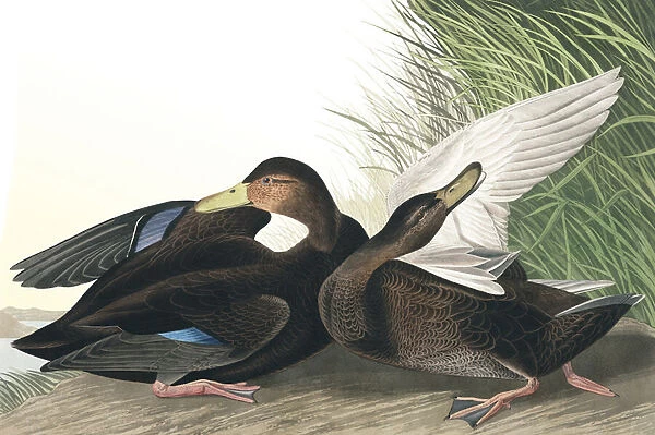 Dusky Duck, Anas Obscura, from 'The Birds of America'by John J. Audubon, pub