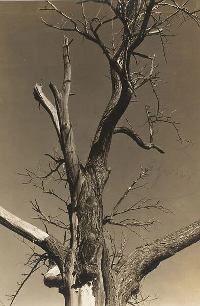 Dying Chestnut Tree (verso), 1934 (gelatin silver print)