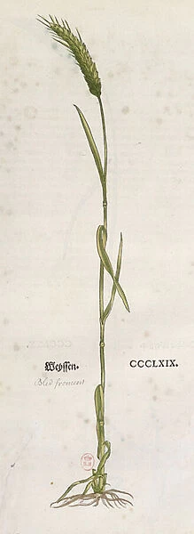 Ear of wheat, from The Herbarium by Leonhart Fuchs (1501-66)