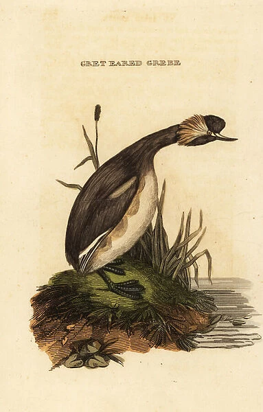 Eared grebe or horned grebe, adult, Podiceps auritus