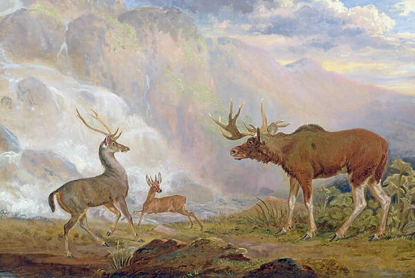 The Earl of Orfords elk from Norway. antelope from Africa and stag from Prince