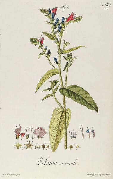 Echium: Orientale from 'Icones Plantarum', c. 1763 (engraving)