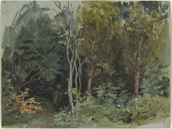 The Edge of a Wood at Nohant, c. 1842-1843 (w / c)