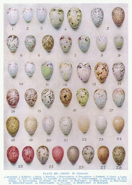 Eggs of the Crow family, illustration from British Birds by Kirkman & Jourdain