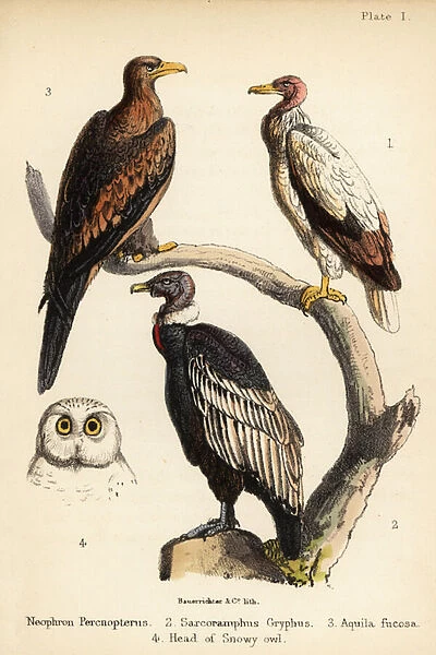 Egyptian vulture, Andean condor, and wedge-tailed eagle. 1855 (lithograph)