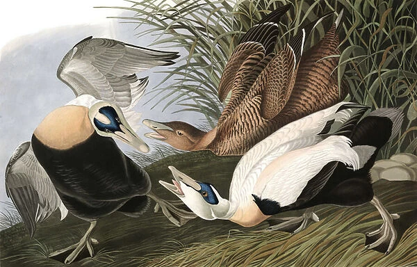 Eider Duck, Fuligula Mollissima, from 'The Birds of America'by John J