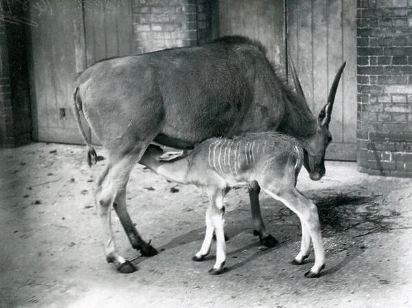 An Eland antelope feeding its young at London Zoo, 1920 (b  /  w photo)