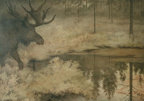 The elk comes to quench his thirst, 1902