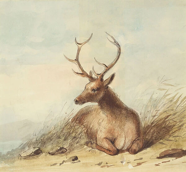 Elk, Rocky Mountains, c. 1837 (pencil, pen and ink and w  /  c on paper)