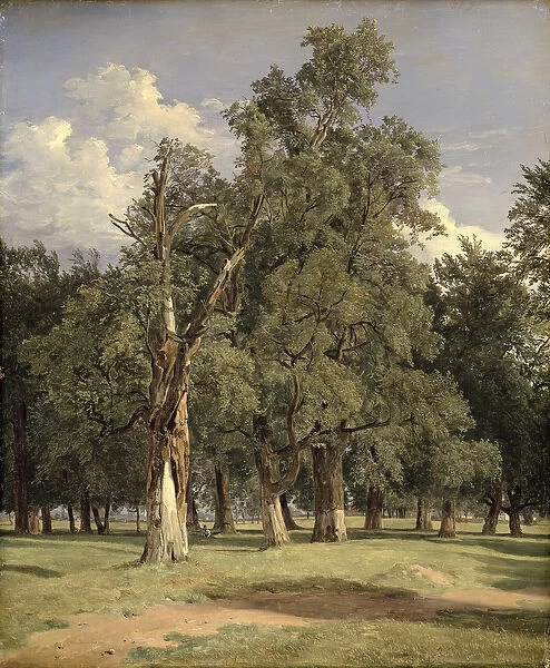 Elm trees in Prater, 1831 (oil on panel)