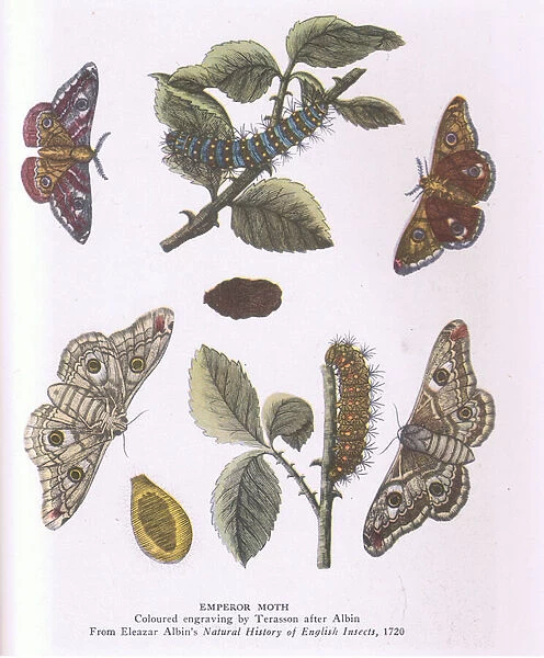 Emperor Moth, Nature in Britain published by Collins, 1946 (colour litho)