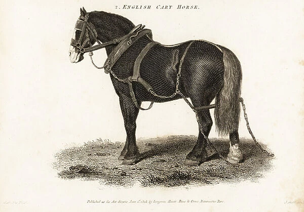 English Cart Horse or Shire draught horse. 1805 (engraving)