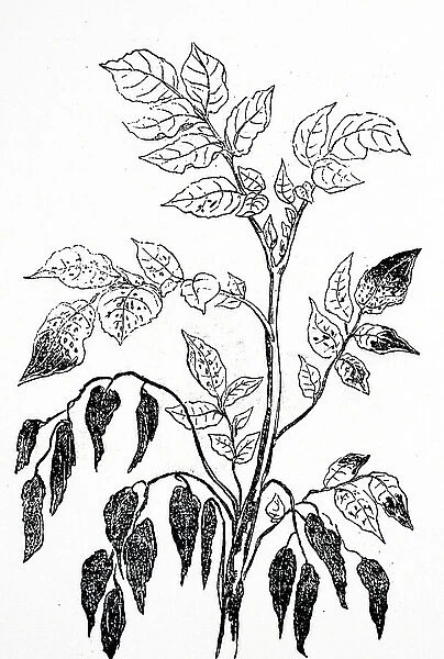 Engraving depicting the rotting leaves of a potato plant due to a fungal infection which was spread by aphids. Dated 19th Century ©UIG / Leemage