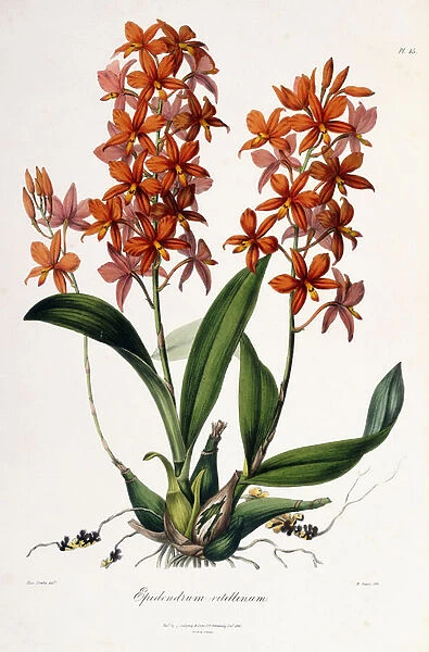 Epidendrum Vitellinum, c. 1837-41 (hand-coloured lithograph)