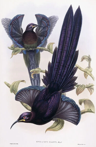 Epimachus Ellioti, Ward, c. 1891-1898 (coloured lithograph)