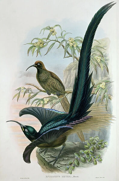 Epimachus Meyeri (colour litho)