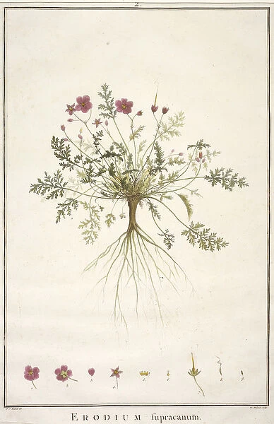Erodium supracanum, engraved by Francois Hubert (1744-1809), from Geraniologia
