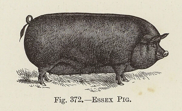 Essex Pig (engraving)