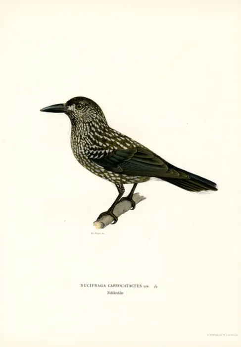 Framed Print : Eurasian nutcracker (colour litho) Framed Print : Eurasian nutcracker (colour litho)