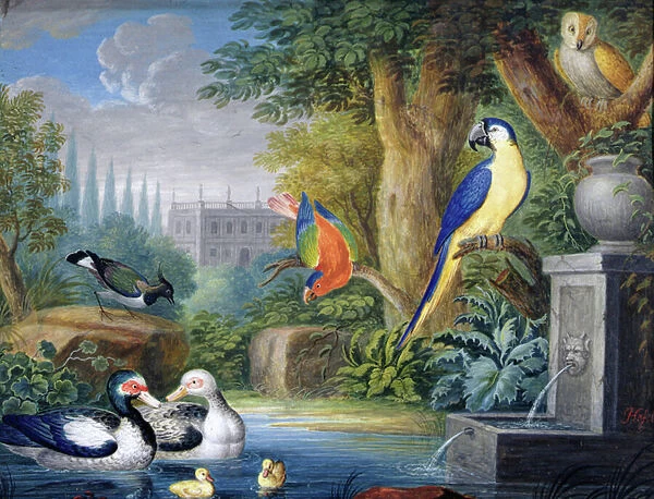 Exotic birds in an ornamental garden, c. 1650 (gouache on paper)