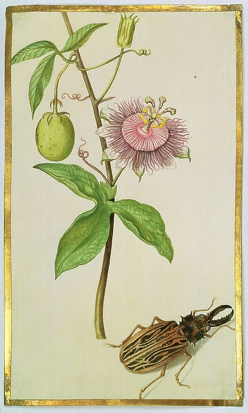 Exotic Plant and Beetle, c. 1675 (gouache on vellum)