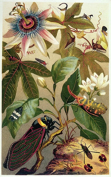 Exotic rhynchotes (insects) and passionflower. Illustrated chart by W. Kuhnert of Botany and Zoology from 'The Life of Animals' by A. E. Brehm 1893