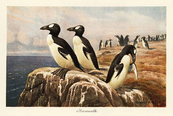 Extinct great auks standing on the edge of a cliff. 1908 (illustration)