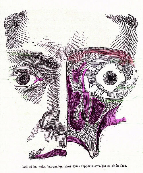 The eye and the lacrimal pathways - The normal life & health of J. Rengade. Drawing by A. Demarle 1881