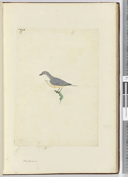 f. 17 Unidentified New Zealand bird, 1772-75 (w  /  c)