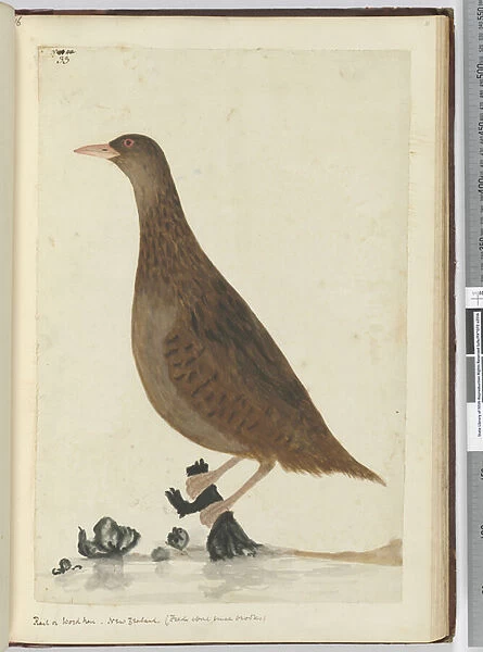 F. 33 Rail or wood hen. New Zealand. (Feeds about small brooks), 1772-75 (w  /  c)