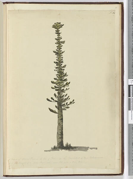 F. 54 Kind of spruce pine in the Isle of Pines on the south end of New Caledonia