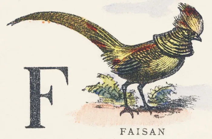 Framed Print : F: pheasant Framed Print : F: pheasant