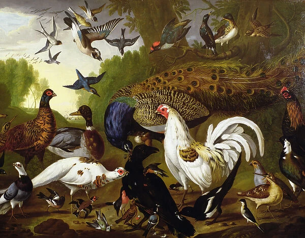 The Fable of the Raven with a Peacock, Cockerel, Woodpecker, Jay, Woodcock, and Magpie