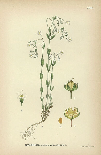 Fairy flax, Linum catharticum