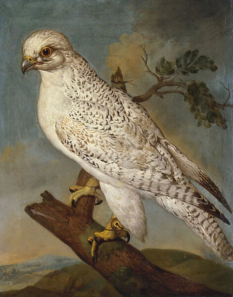 A Falcon on a Branch, 1736 (oil on canvas)