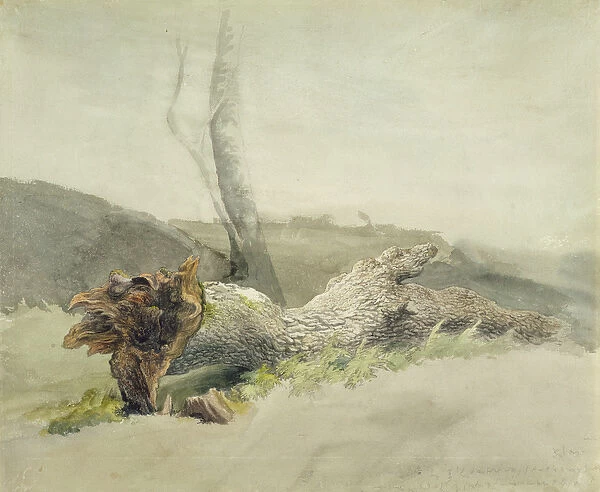 The Fallen Tree, c. 1804 (w  /  c over graphite on wove paper)